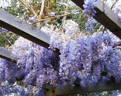 Rancho Queimado se colore: bem-vinda, primavera!